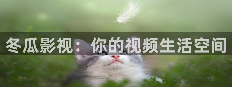 窝窝电影在线观看